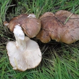 Prženi podtopolniki: kako ukusno pržiti s krompirom, recepti za kuhanje, video